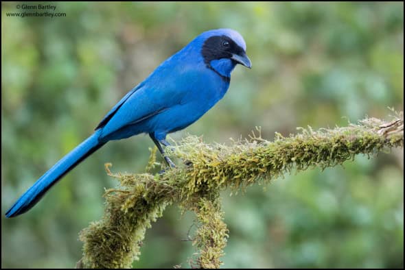 Black-collared Jay (Cyanolyca Armillata)