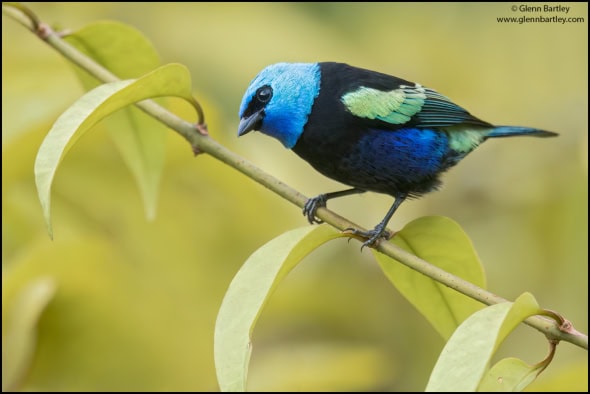 Blue-necked Tanager (Tangara Cyanicollis)