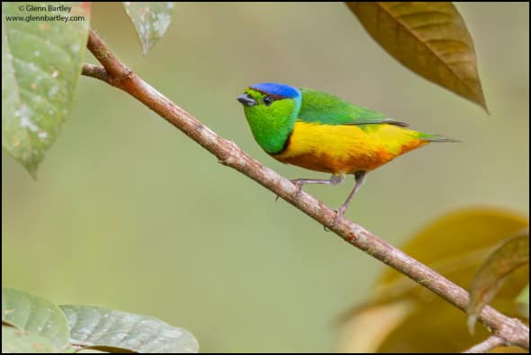 Chestnut-breasted Chlorophonia (Chlorophonia Pyrrhophrys)