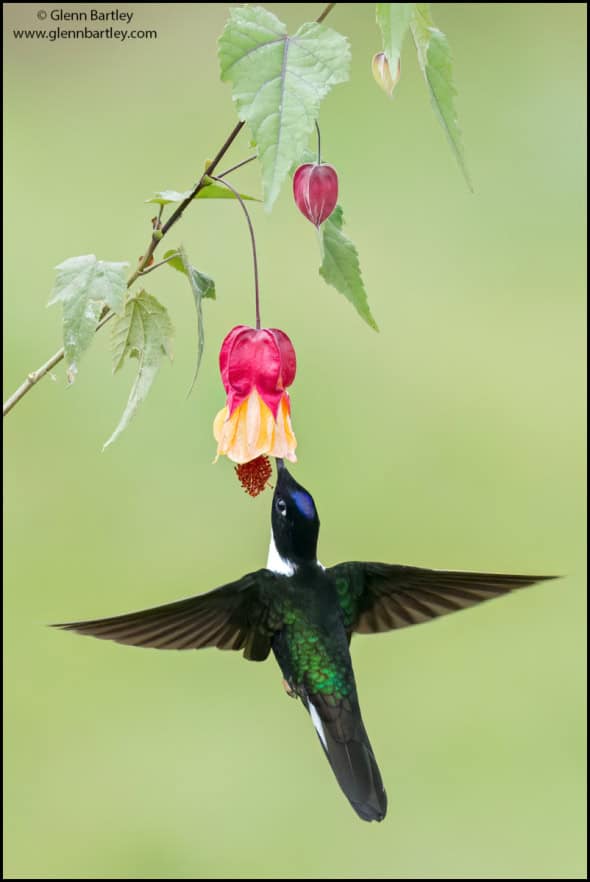 Collared Inca (Coeligena Torquata)