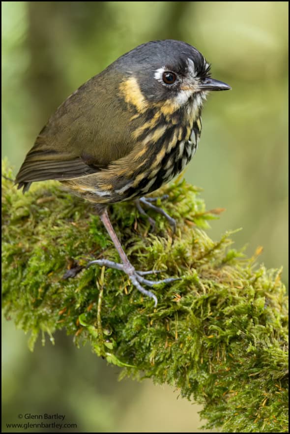 Crescent-faced Antpitta (Grallaricula Lineifrons)