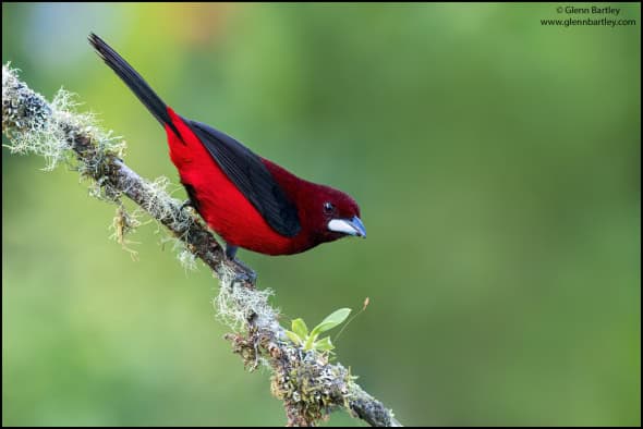 Crimson-backed Tanager (Ramphocelus Dimidiatus)