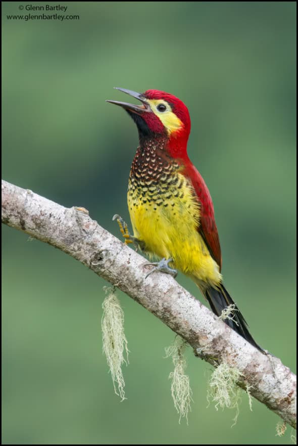 Crimson-mantled Woodpecker