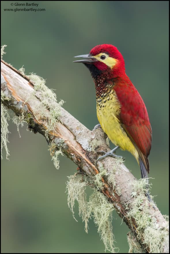 Crimson-mantled Woodpecker