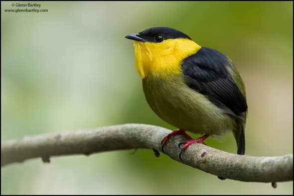 Golden-collared Manakin (Manacus Vitellinus)