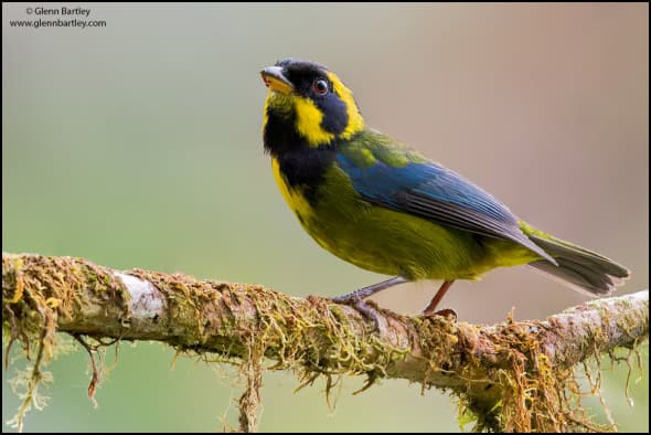 Gold-ringed Tanager (Bangsia Aureocincta)