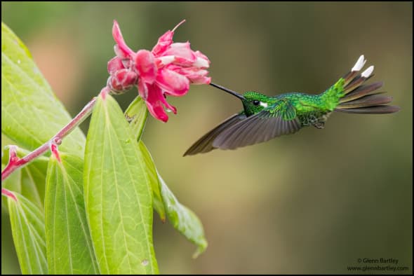 Purple-bibbed Whitetip (Urosticte Benjamini)