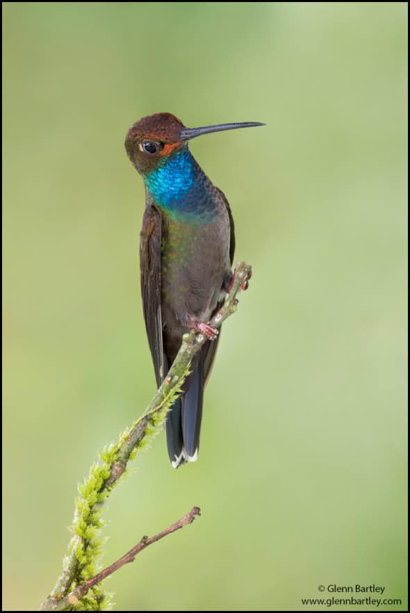 Rufous-gaped Hillstar (Urochroa Bougueri)