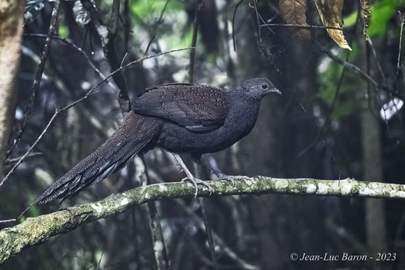 Mountain Peacock-pheasant - Polyplectron Inopinatum