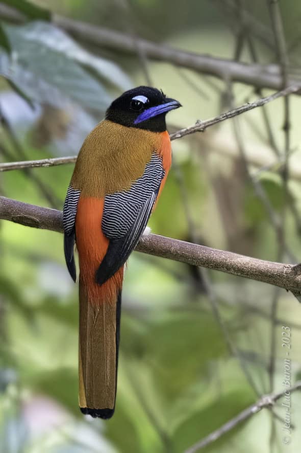 Scarlet-rumped Trogon - Harpactes Duvaucelli