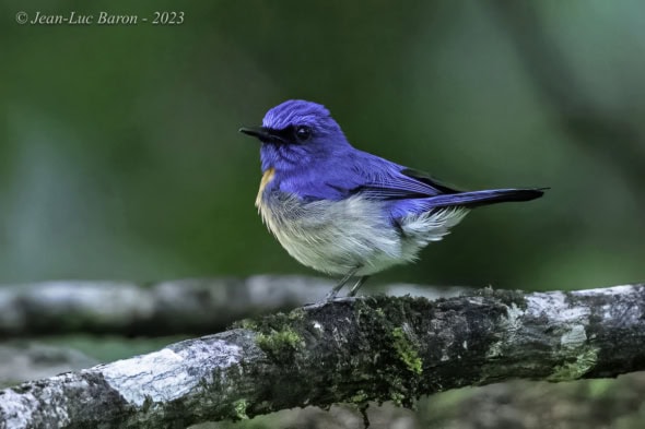 Malay Blue-flycatcher - Cyornis Turcosus