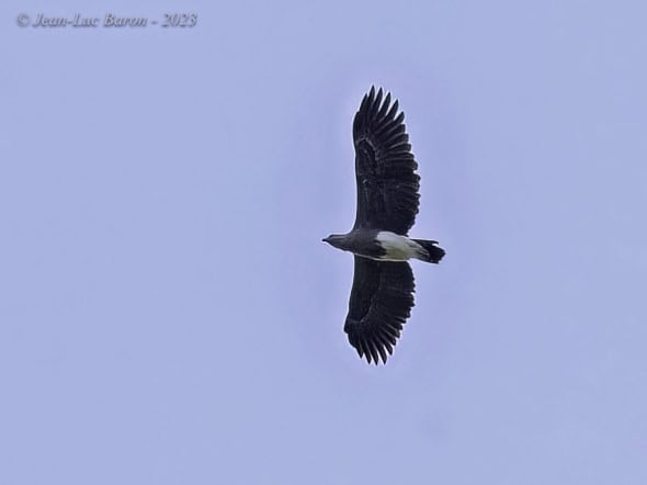 Grey-headed Fish-eagle - Ichtyophaga Ichthyaetus