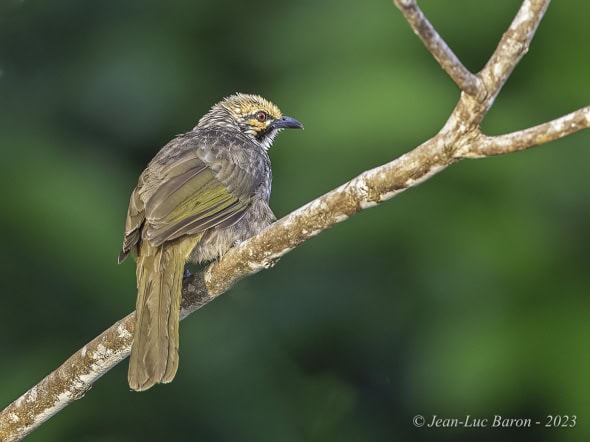 Straw-headed Bulbul - Pycnonotus Zeylanicus