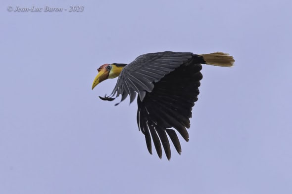 Wrinkled Hornbill - Rhabdotorrhinus Corrugatus