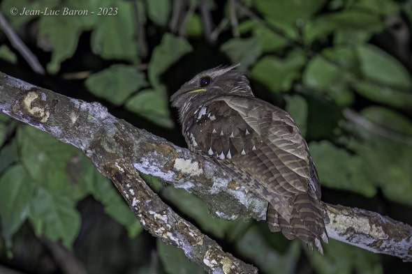 Large Frogmouth - Batrachostomus Auritus