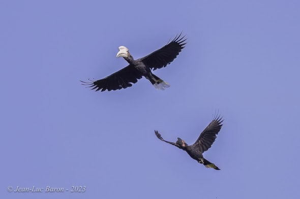 Black Hornbill - Anthracoceros Malayanus