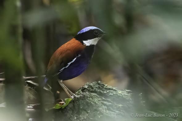 Blue-headed Pitta - Hydrornis Baudii