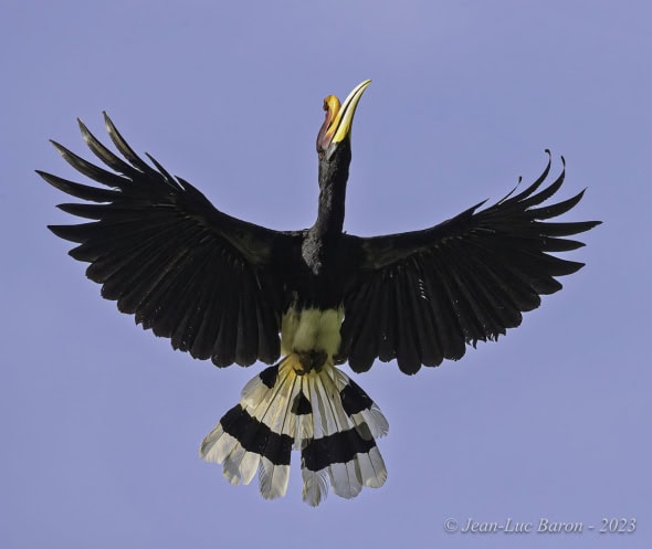 Rhinoceros Hornbill - Buceros Rhinoceros