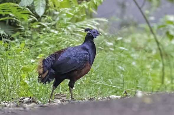 Bornean Crested Fireback - Lophura Ignita