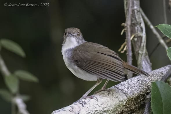 White-chested Babbler - Pellorneum Rostratum