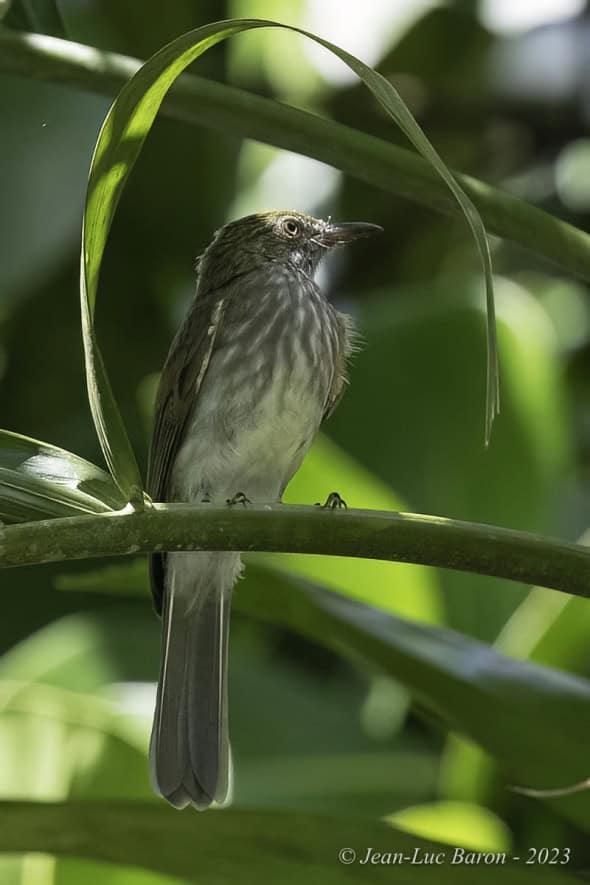 Streaked Bulbul - Ixos Malaccensis