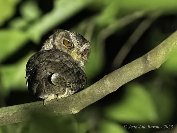 Reddish Scops-owl - Otus Rufescens