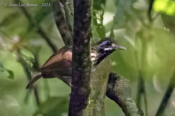 Black-throated Wren-babbler