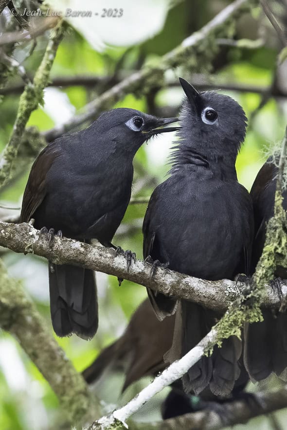 Sunda Laughingthrush - Garrulax Palliatus