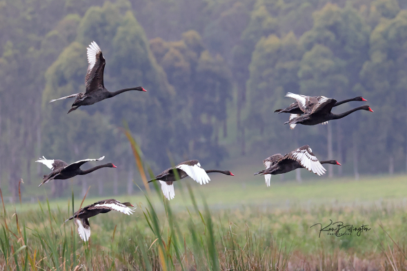 Flaps Down for Landing - Black Swans