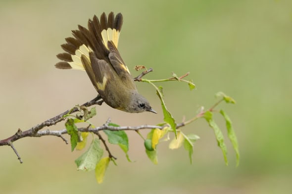 American Redstart 1st year male