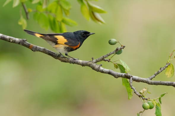 American Redstart male