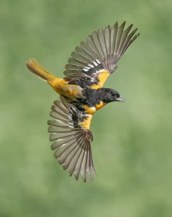 Baltimore Oriole male (2)