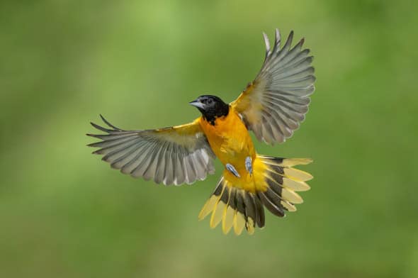 Baltimore Oriole Male