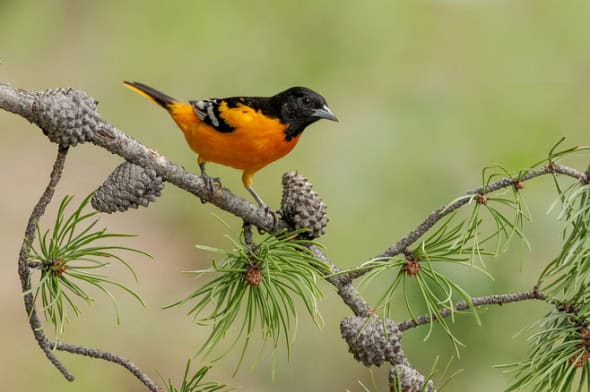 Baltimore Oriole Male