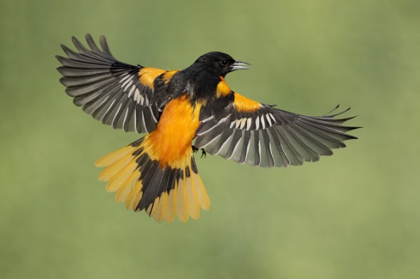 Baltimore Oriole Male