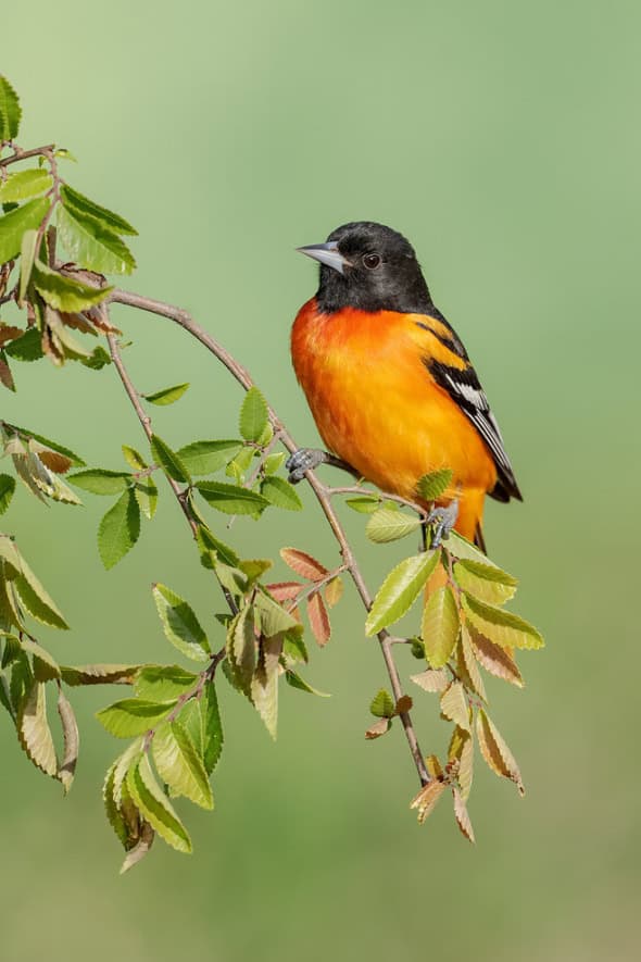 Baltimore Oriole Male