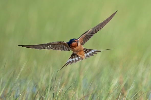 Barn Swallow Male