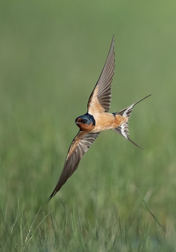 Barn Swallow Male