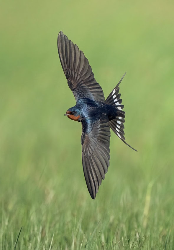 Barn Swallow Male