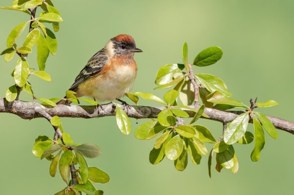 Bay-breasted Warbler Male