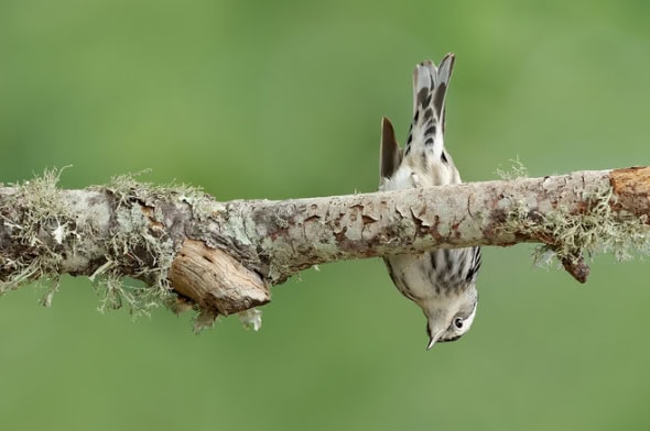 Black and White Warbler Female