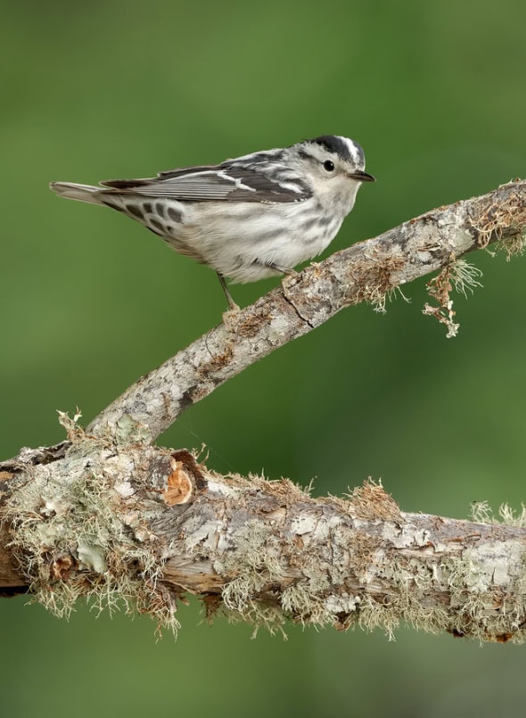 Black and White Warbler Female