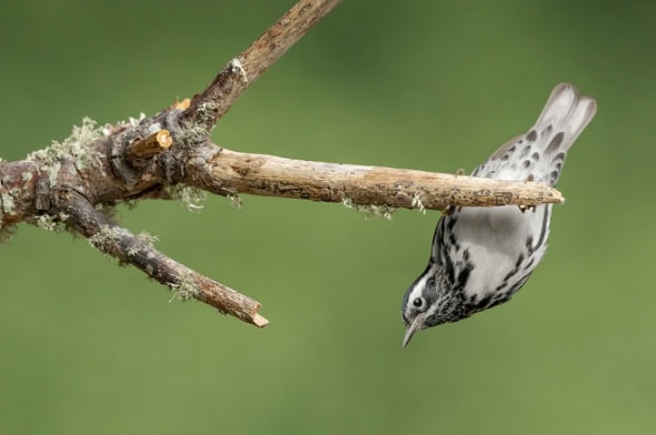 Black-and-white Warbler Male