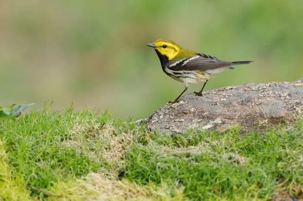 Black-throated Green Warbler Male 