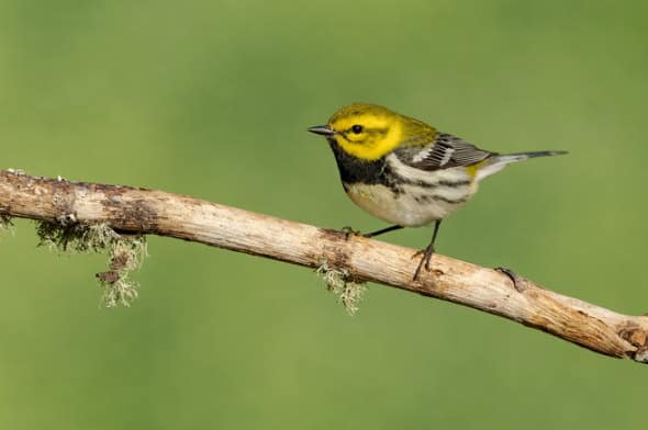 Black-throated Green Warbler Male 