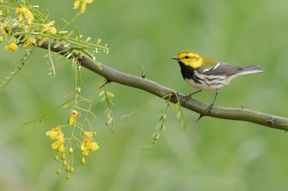 Black-throated Green Warbler Male 