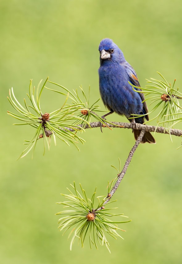 Blue Grosbeak Male