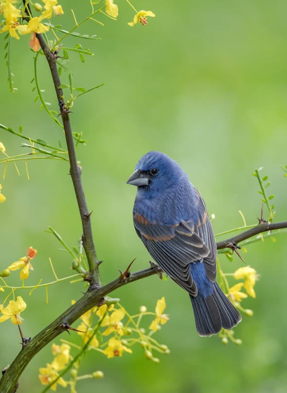 Blue Grosbeak Male