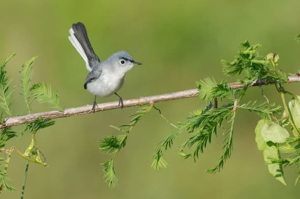 Blue-gray Gnatcatcher Male