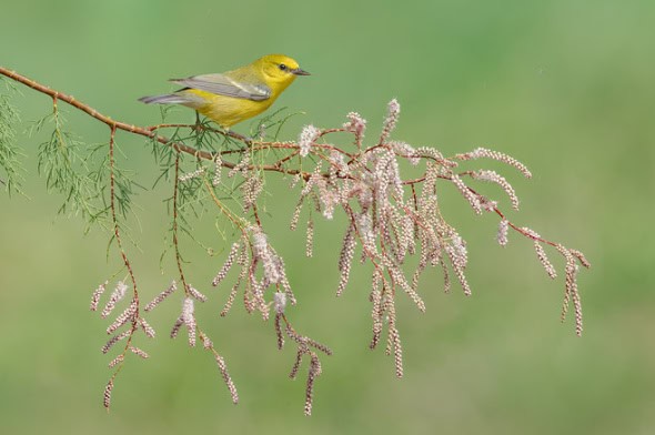 Blue-winged Warbler Female